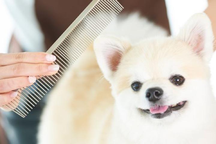 トリミングされる犬