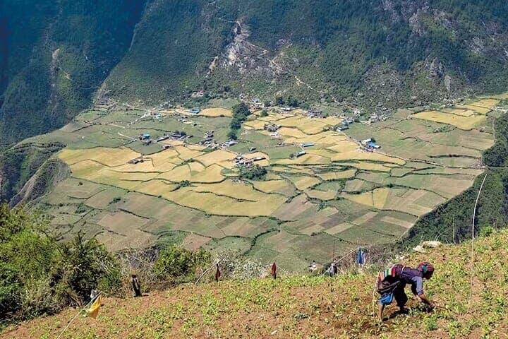 ネパールのトウモロコシ畑