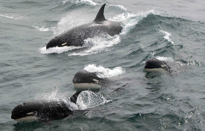 頭が丸く白いアイパッチがある「シャチ」の珍しい写真　J.P. Sylvestre, South Georgia, 2011.