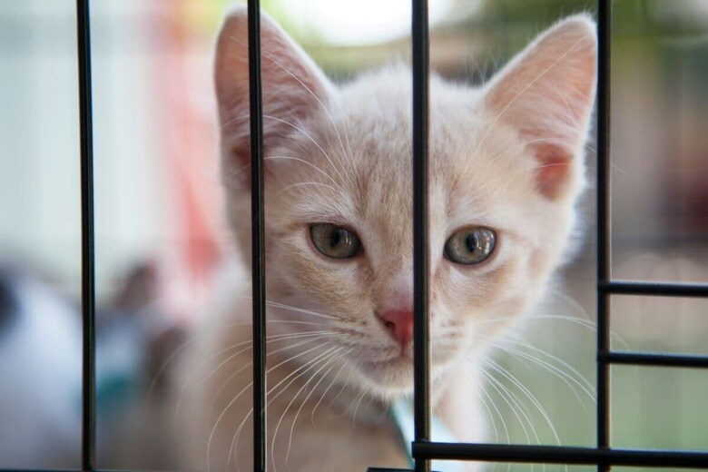 助けを必要としている猫はたくさんいる（写真はイメージです）　Shaun Meintjes-Unsplash