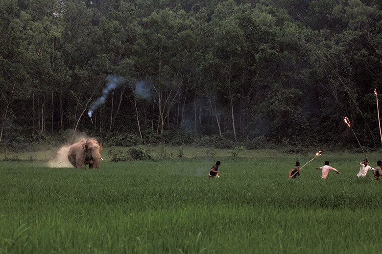 バングラデシュ北部シェルプール近郊の水田で、村人に向かって突進するゾウ。土ぼこりを上げながら、猛スピードで向かってくる（2022年4月）