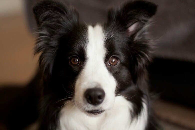 「退屈そうだね、これ使って！」ため息をついた飼い主に犬が差し出した「あるもの」（写真はイメージです）　Chung Nguyen-Unsplash