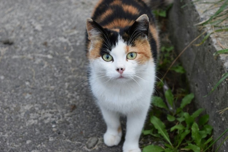 猫が迷子になってしまったら...（写真はイメージです）　Anna Belianska-Unsplash