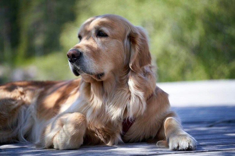 踊り出す犬、顔をすり寄せる...骨を前にした「謎の儀式」がバズる（写真はイメージです）　Barnabas Davoti-Unsplash