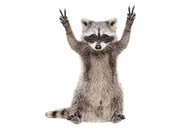 【動画】「激おこ」な猫を「ガン無視」するアライグマがネットの人気者に...動画は150万回再生を記録