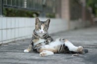 【画像】両後ろ足麻痺の猫が元気いっぱい「通勤」...懸命に走る姿にネット釘付け