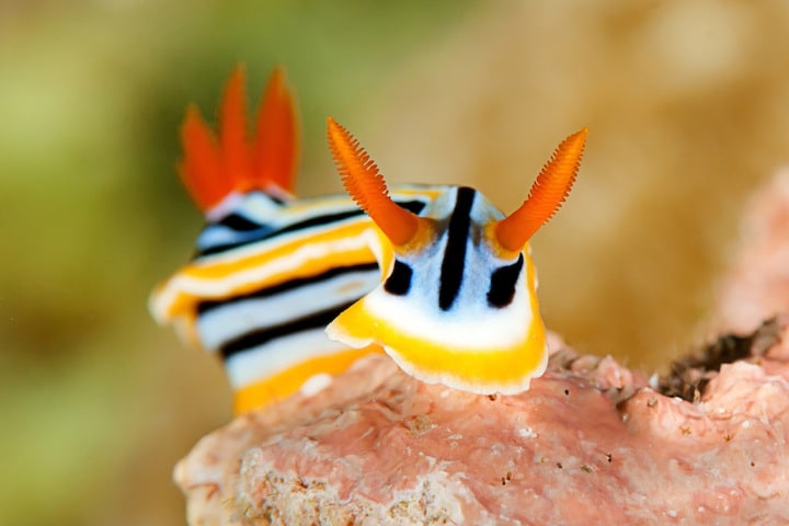 「怠け者の種」は生存率高いことがわかった　hansgertbroeder-iStock