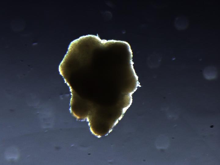 土地や水資源に依存せず、食用肉を生産する......　alephfarms