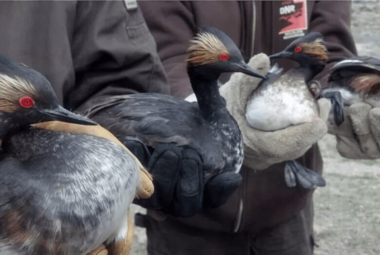 地面に墜落してユタ州職員に保護されたハジロカイツブリ　UTAH DIVISION OF WILDLIFE RESOURCES