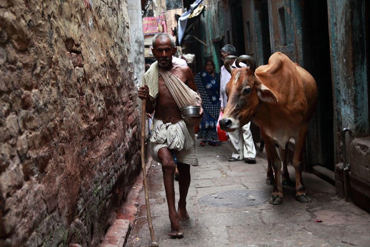 ヒンドゥー教徒の聖地バラナシでは、人々が牛を避けて歩く（写真は2017年）　ajijchan/iStock.