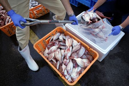 主要７カ国（Ｇ７）は大阪で開いた貿易相会合後の声明で、日本産食品に対する輸入制限の即時撤廃を求めた。写真はいわき市の久之浜漁港で１９日、ＩＡＥＡの専門家と中国、韓国、カナダの科学者向けに保冷箱に入れられるサンプルの魚。代表撮影（２０２３年　ロイター）
