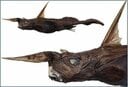 コスタリカ沖で見つかった新種の「幽霊ザメ」 Zootaxa
