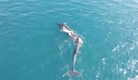 「体が大きく曲がったクジラを目撃した！」──スペイン