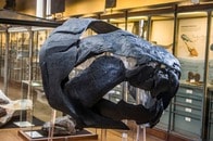 太古の海を支配した「怪物」ダンクルオステウス、真の姿が明らかに...巨大魚の「異端な進化」とは