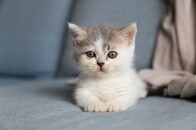 【写真】こんな可愛い子猫なのに...たった3時間で戻された理由がひどすぎる