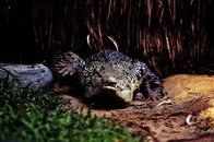 恐怖の巨大ワニ、家畜や鶏を食い荒らす...住民震撼