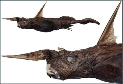 コスタリカ沖で見つかった新種の「幽霊ザメ」 Zootaxa