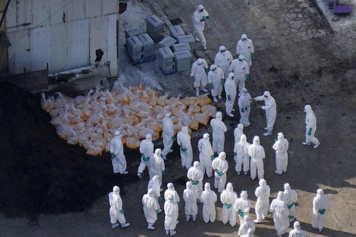 広島・三原市で確認された高病原性鳥インフルエンザ（2020年10月）　Kyodo/REUTERS
