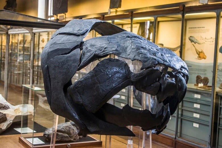 ダンクルオステウスの化石　Danny Ye-shutterstock