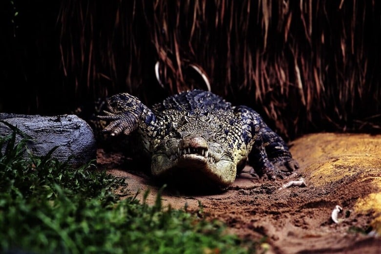 （写真はイメージです）　Padodo-Shutterstock