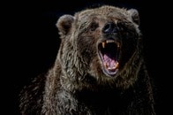 クマ襲撃で9歳児を含む11人負傷、2人が重体　カナダ