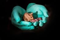 子作りにもうオスはいらない？　ネズミの同性ペアの生殖に成功