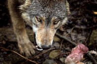 オオカミが怖い欧州の政治家たち...2万匹にまで急増し「政治的」となった理由