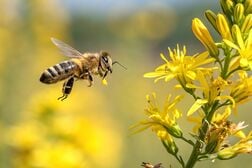 なぜミツバチは「集合愚」に陥らないのか？…働きバチの尻振りダンスに隠された、民主主義との意外な共通点