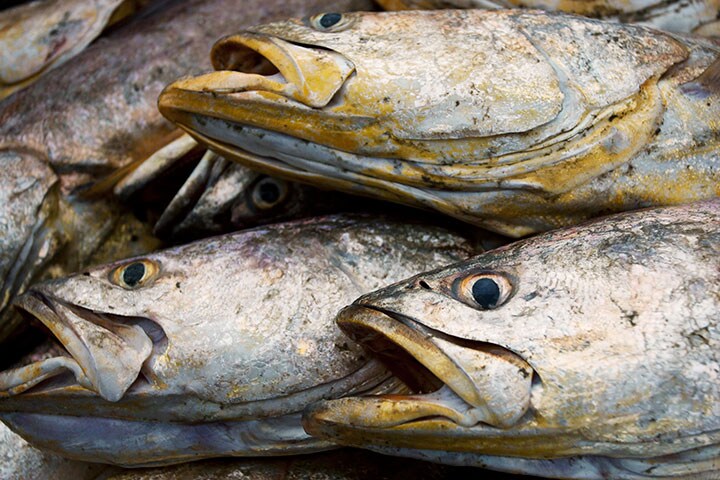 アマゾン川で捕獲されたコルビナの一種　 Paulo Santos-REUTERS