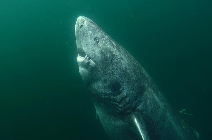 1年に1センチずつ、何百年もかけて巨体になる神秘のニシオンデンザメ　juniel85/Instagram