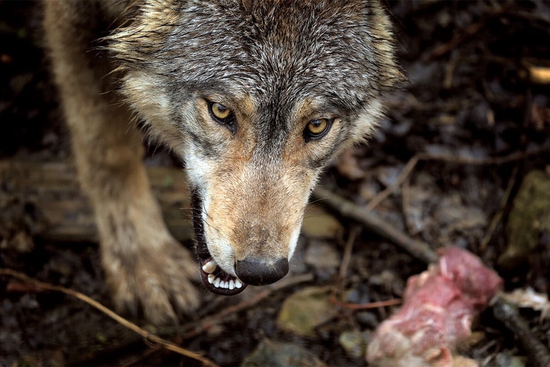 オオカミはヨーロッパ政治の大きな論点に　KARL-JOSEF HILDENBRANDｰPICTURE ALLIANCE/GETTY IMAGES