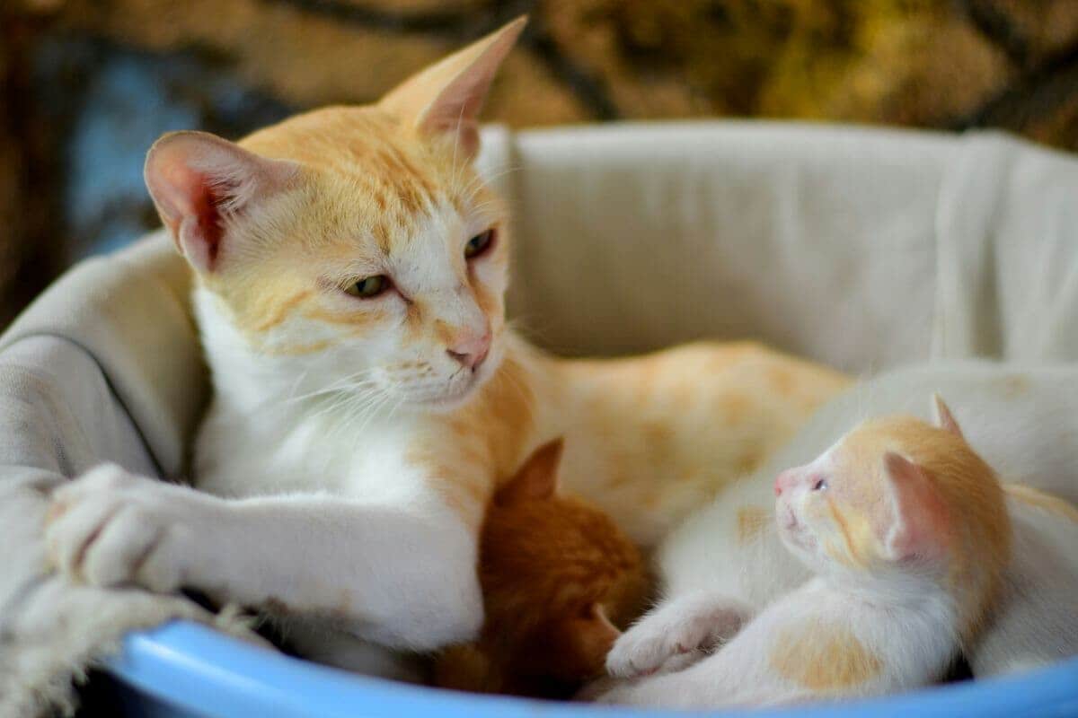 母猫のお腹の下でぬくぬくする子猫たち...ありえない生き物がそこに潜入していた | ニューズウィーク日本版 オフィシャルサイト