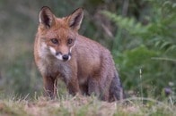 南米の古代人、キツネをペットとして飼っていた？ 人骨と共に埋葬された骨格を発見