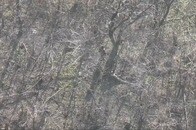 【動画】ロシア兵が撃ち落としたドローンが、なんと味方に直撃する衝撃の瞬間映像...「やはり散弾銃が最高の対処法」
