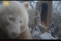 シロクマ...？　中国・四川省の保護区に「全身真っ白」のパンダ