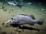 水深450メートル、メカジキに群がるサメ、そのサメを食べる大魚