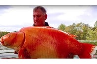 コイキング！？ 30kgの巨大「金魚」が釣り上げられる　