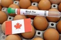 カナダで初の鳥インフル感染疑い、10代患者が重体