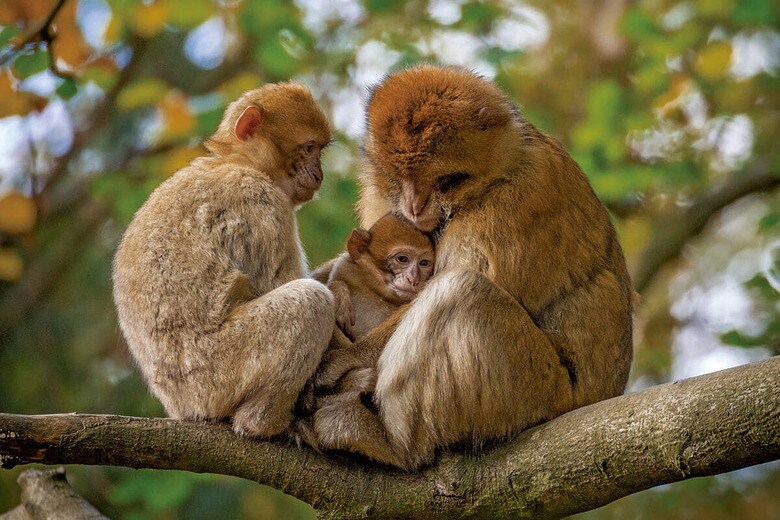 バーバリーマカクの親子