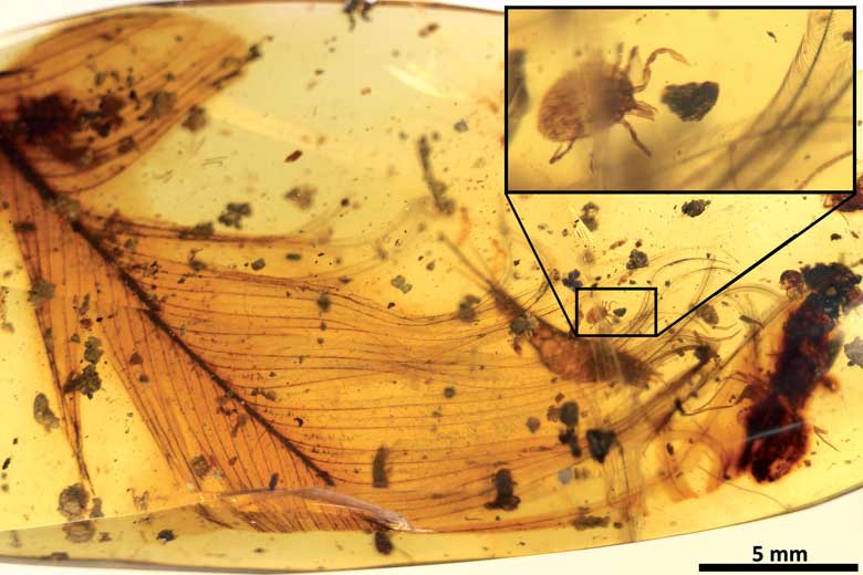 9900万年前に琥珀の中に閉じ込められた恐竜の羽毛とダニ（右は拡大したダニ）　ENRIQUE PENALVER, IGME