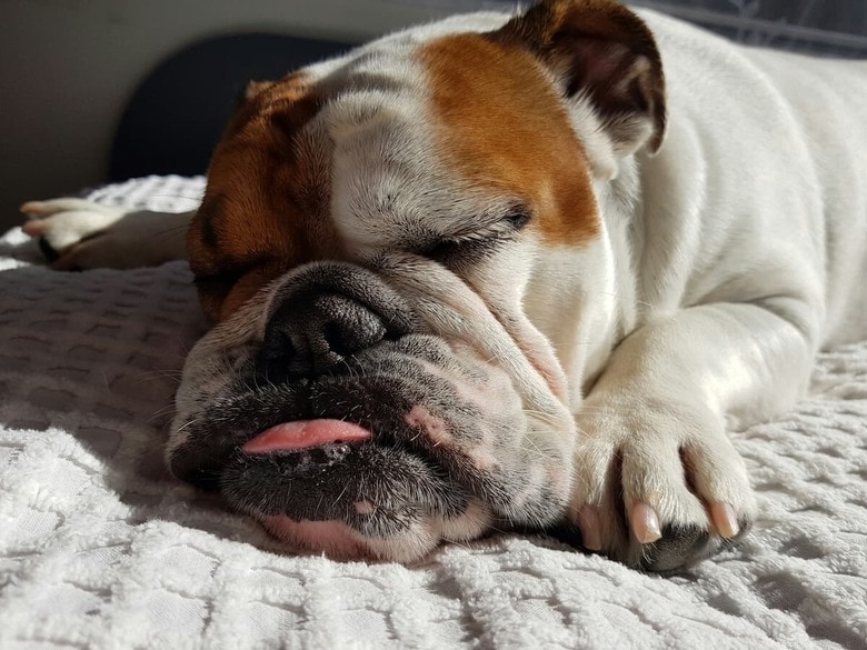 寝てばかりの犬でも世話が楽とは限らない（写真はイメージです）　Rebecca Hobbs-Unsplash