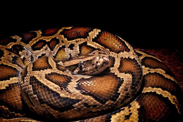 （写真はイメージです）　Nigel Wallace-Shutterstock