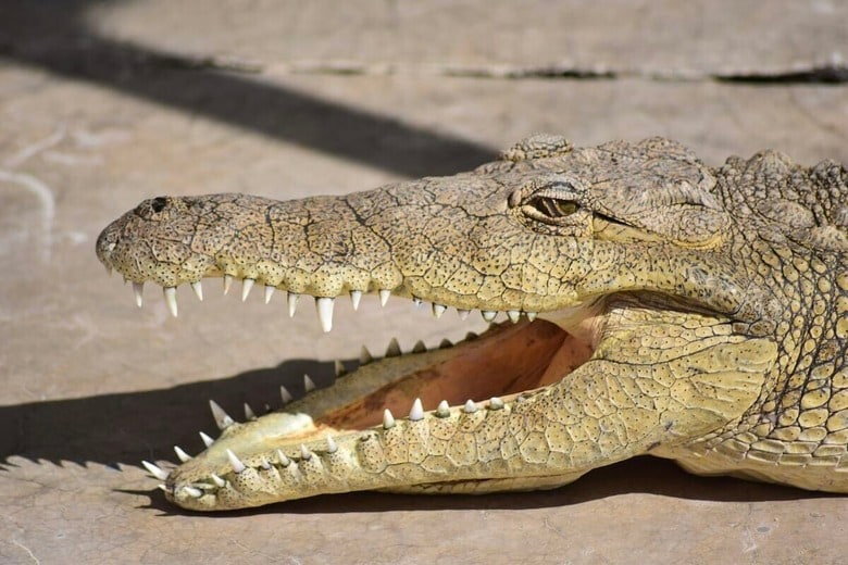 ワニ襲撃の16歳少年...背中と腕に残る「深い傷跡」が波紋呼ぶ（写真はイメージです）　Upendra Aleti-Unsplash