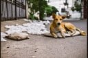 イヌ（写真はイメージ）　Srinivasan.Clicks-shutterstock