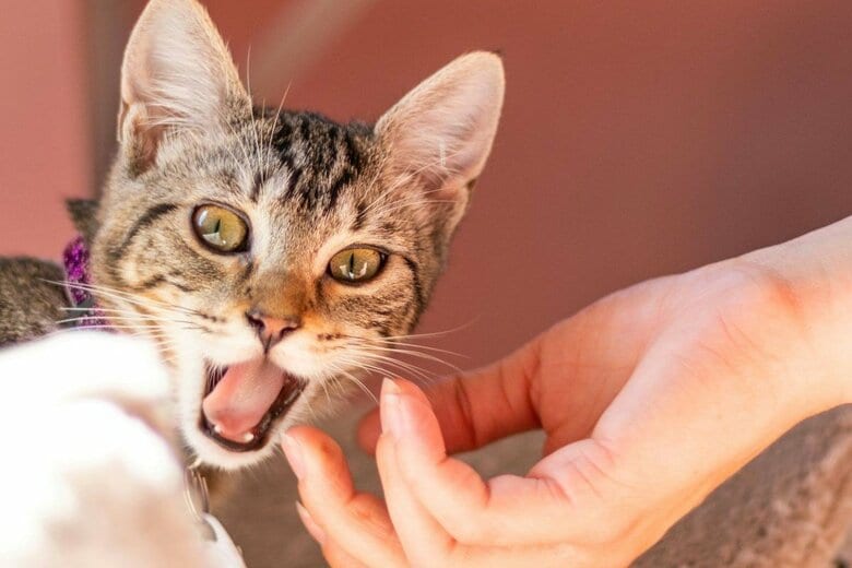 猫に嫌われる飼い主の行動とは？（写真はイメージです）　Brendan Sapp-Unsplash