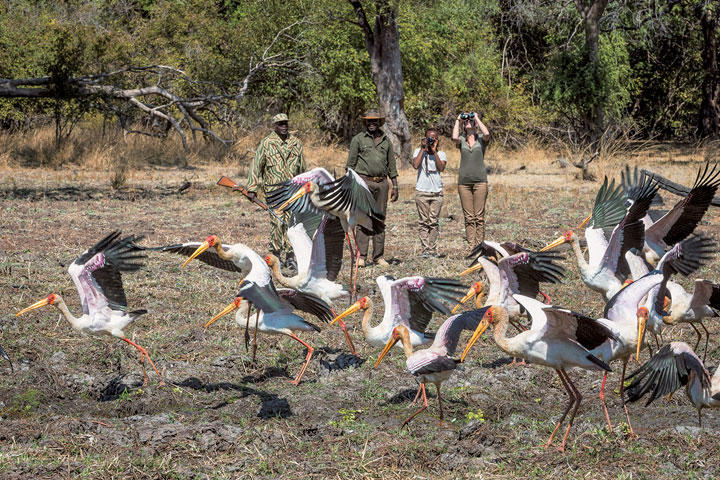 アフリカの大地を徒歩で行くサファリは心臓がバクバク　ROBIN POPE SAFARIS