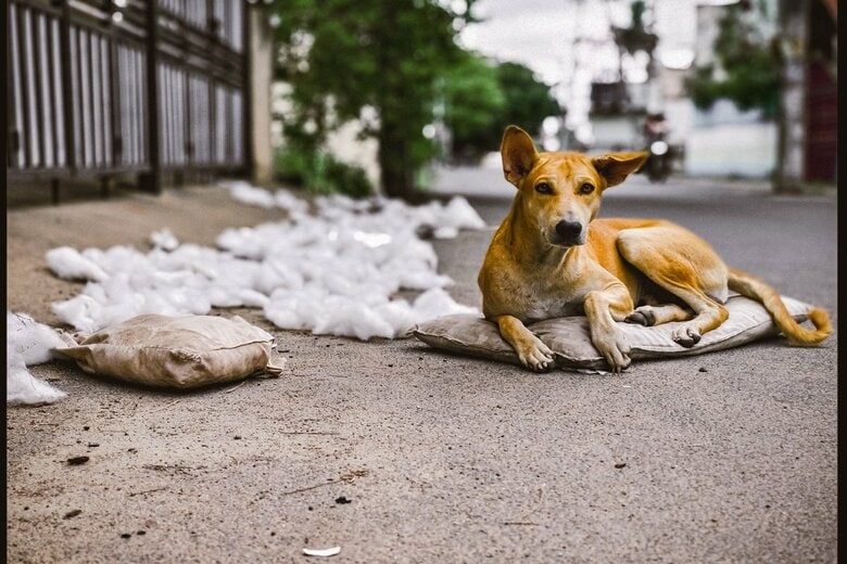 イヌ（写真はイメージ）　Srinivasan.Clicks-shutterstock