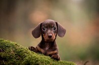 「尊みが深い...」雨嫌いの犬がさす「小さすぎる傘」がネットで話題に