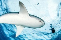 【動画・閲覧注意】人間を襲ったサメを集団で虐殺...残虐行為に怒りの声