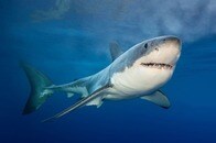 水上スキーに巨大サメが繰り返し「体当たり」の恐怖映像...少女ら襲われ手足を失う被害の米ビーチで撮影